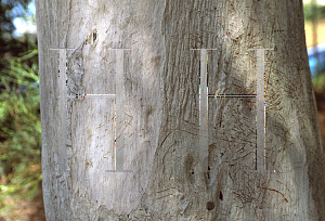 Picture of Eucalyptus propinqua 