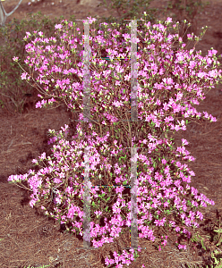 Picture of Rhododendron x obtusum 'Tama-no-yukari'