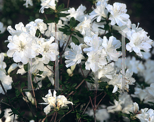 Picture of Rhododendron (subgenus Azalea) 'H. H. Hume'