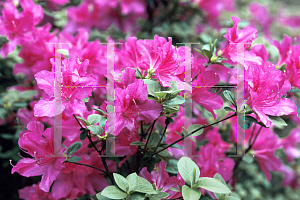 Picture of Rhododendron (subgenus Azalea) 'Pink Imperial'