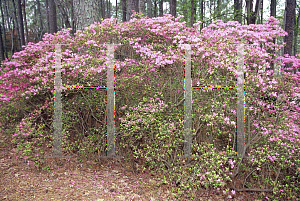 Picture of Rhododendron (subgenus Azalea) 'Good Times (Happ's Pink)'