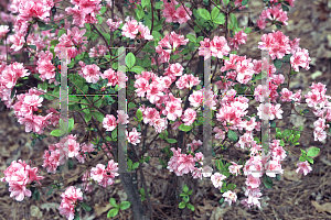 Picture of Rhododendron (subgenus Azalea) 'Colorado'
