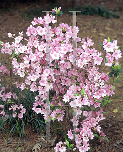 Picture of Rhododendron (subgenus Azalea) 'Dorothy'