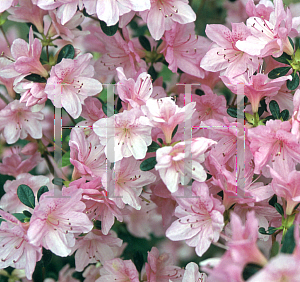 Picture of Rhododendron (subgenus Azalea) 'Dorothy'