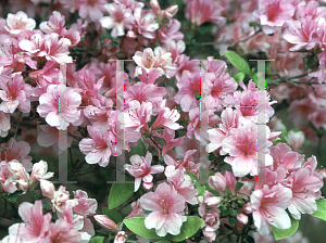 Picture of Rhododendron (subgenus Azalea) 'Asia'