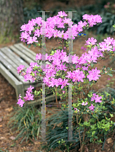 Picture of Rhododendron x obtusum 'Kocho-no-mai'