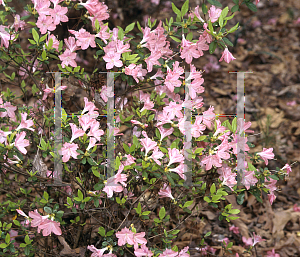 Picture of Rhododendron x 'Peach Blow'