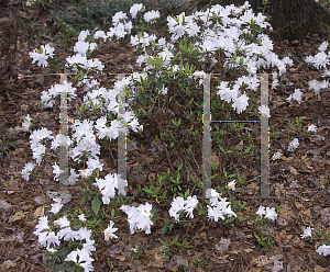 Picture of Rhododendron indicum 'Kate Arendall'