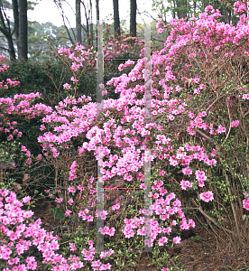 Picture of Rhododendron x obtusum 'Besse A. Dodd'