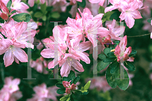 Picture of Rhododendron (subgenus Azalea) 'Hampton Beauty'