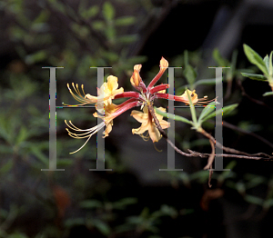 Picture of Rhododendron flammeum 