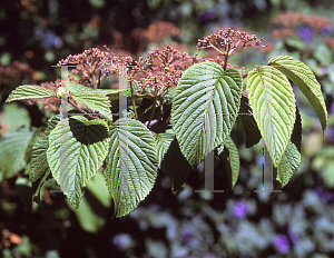 Picture of Viburnum plicatum f. tomentosum 'Mariesii'