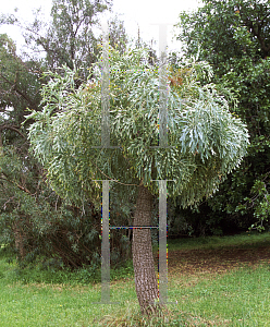 Picture of Cussonia paniculata 