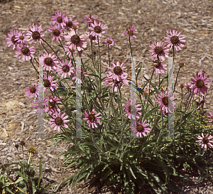 Picture of Echinacea tennesseensis 'Rocky Top Hybrids'
