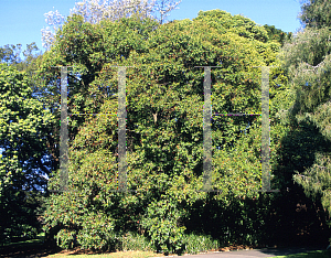 Picture of Waterhousea floribunda 