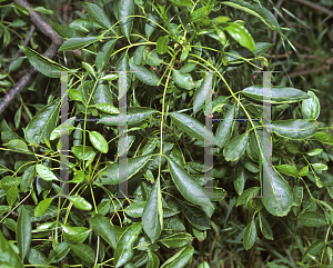 Picture of Fraxinus velutina var. coriacea 