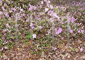 Picture of Rhododendron yedoense var. poukhanense 