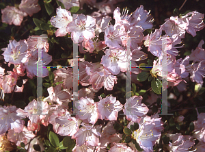 Picture of Rhododendron x obtusum 'Debutante'