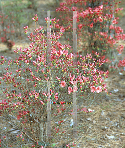 Picture of Rhododendron (subgenus Azalea) 'China Girl'