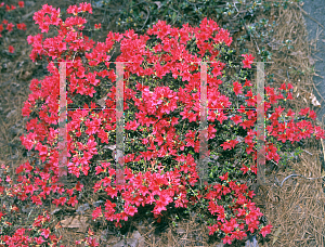 Picture of Rhododendron x obtusum 'Ima-shojo'