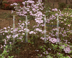Picture of Rhododendron (subgenus Azalea) 'Otome'