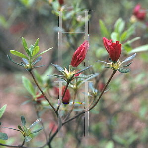 Picture of Rhododendron (subgenus Azalea) 'Queen Wilhelmina'