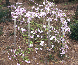 Picture of Rhododendron x obtusum 'Ore Beni'