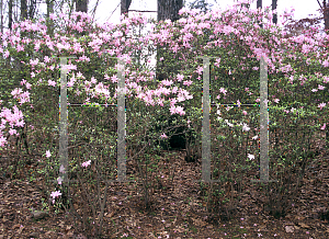 Picture of Rhododendron x obtusum 'Ruth May'