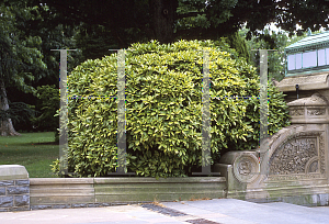 Picture of Aucuba japonica 'Variegata'