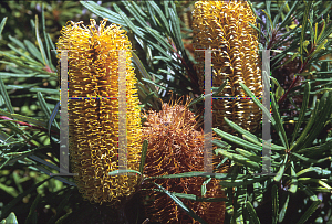 Picture of Banksia spinulosa 