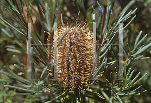 Picture of Banksia occidentalis 