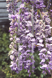 Picture of Wisteria sinensis 'Cookes Purple'