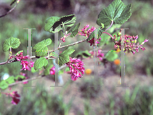 Picture of Ribes sanguineum var. glutinosum 