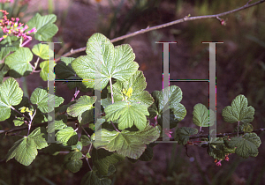 Picture of Ribes sanguineum var. glutinosum 