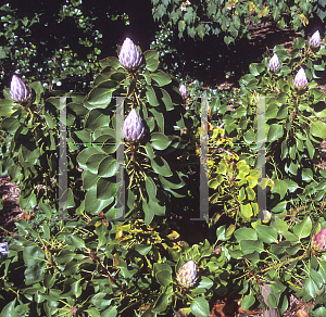 Picture of Protea cynaroides 