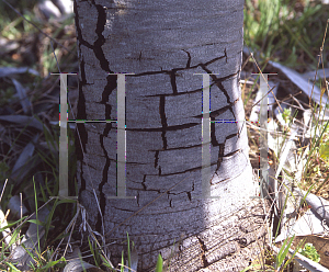 Picture of Leucadendron argenteum 