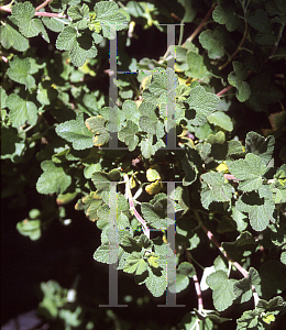 Picture of Ribes malvaceum 'Wunderlich'