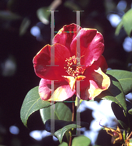 Picture of Camellia japonica 'Sara-Sa'