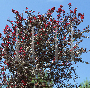 Picture of Leptospermum scoparium 'Crimson Glory'