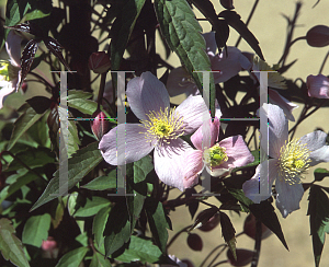 Picture of Clematis  'Montana Rubens'