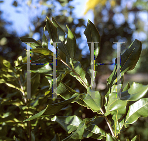 Picture of Macadamia integrifolia x tetraphylla 'Dr. Beaumont'