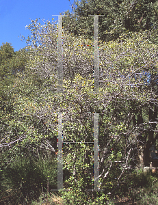 Picture of Quercus durata 