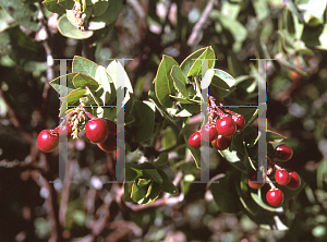 Picture of Arctostaphylos refugioensis 