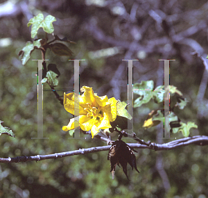 Picture of Fremontodendron mexicanum 