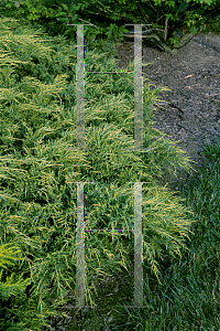 Picture of Juniperus chinensis 'Pfitzeriana Aurea'
