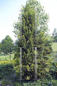 Picture of Juniperus chinensis 'Mais Golden'