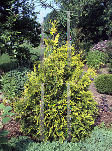 Picture of Thuja occidentalis 'Sunkist'