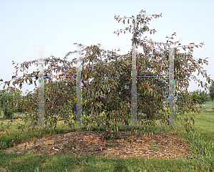 Picture of Malus  'Weeping Candied Apple'