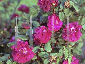 Picture of Rosa  'Nuits de Young'