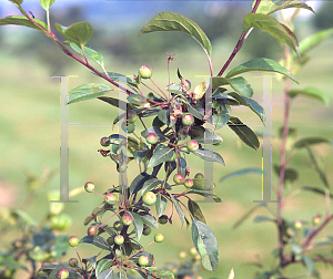 Picture of Malus  'Doubloons'